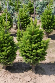 Abies alba 'Pyramidalis'