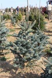 Abies arizonica 'Glauca'