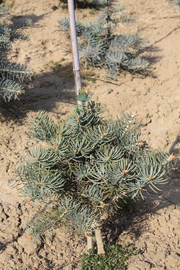 Abies concolor 'Compacta'