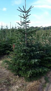 Abies nordmanniana