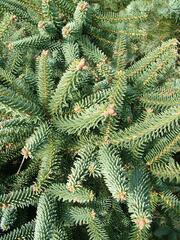 Abies pinsapo 'Glauca'