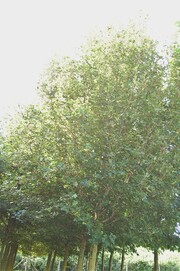 Acer campestre 'Elsrijk'