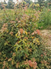 Acer campestre 'Rozi'