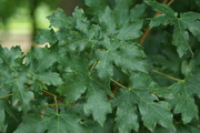 Acer campestre