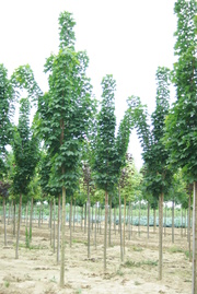 Acer platanoides 'Columnare'