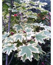 Acer platanoides 'Drummondii'