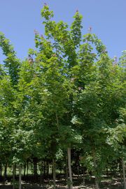 Acer platanoides 'Emerald Queen'