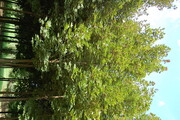 Acer platanoides 'Fairview'