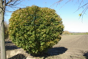 Acer platanoides 'Globosum'