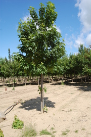Acer pseudoplatanus