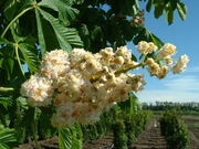 Aesculus hippocastanum 'Baumannii'