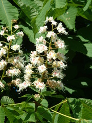Aesculus hippocastanum