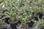 Berberis candidula 'Jytte'