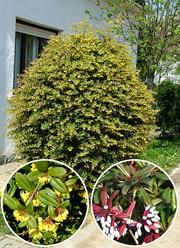 Berberis julianae