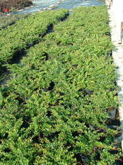 Berberis media 'Parkjuweel'