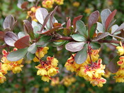 Berberis ottawensis 'Superba'