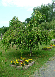Betula pendula 'Youngii'