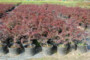 Berberis thunbergii 'Atropurpurea'