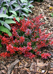 Berberis thunbergii 'Bagatelle'