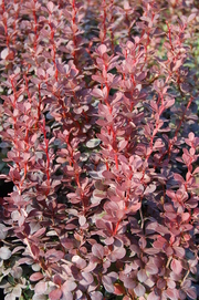 Berberis thunbergii 'Red Pillar'