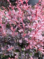 Berberis thunbergii 'Silver Beauty'