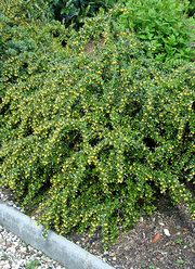 Berberis verruculosa
