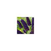 Buddleja davidii 'Black Knight'