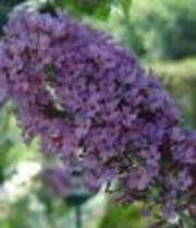 Buddleja davidii 'Fascinating'
