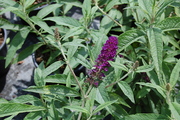 Buddleja davidii 'Nanho Blue'