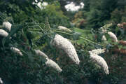 Buddleja davidii 'Peace'
