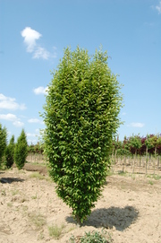Carpinus betulus 'Fastigiata'