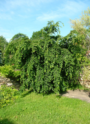 Carpinus betulus 'Pendula'