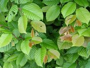 Carpinus betulus