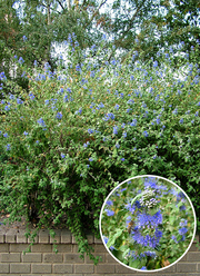 Caryopteris incana 'Cary'