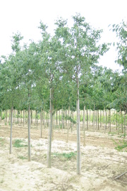 Celtis australis