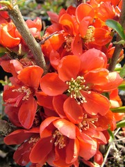 Chaenomeles japonica 'Sargentii' téglapiros