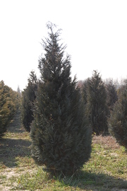 Chamaecyparis lawsoniana 'Lővér'