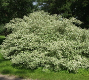 Cornus alba 'Elegantissima'