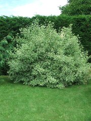 Cornus alba 'Sibirica Variegata'
