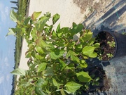 Cornus alternifolia