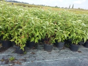 Cornus alba