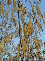 Corylus avellana
