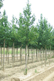 Corylus colurna