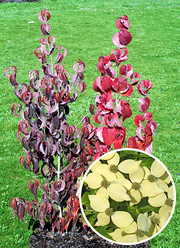 Cornus kousa var. chinensis