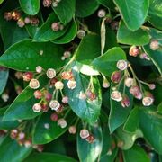 Cotoneaster lucidus