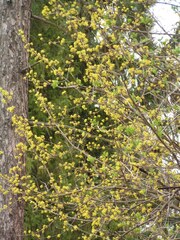 Cornus mas