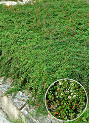 Cotoneaster procumbens 'Streib's Findling'