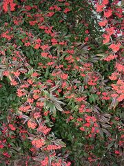 Cotoneaster salicifolius 'Piros Fűzér'