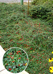 Cotoneaster salicifolius 'Repens'