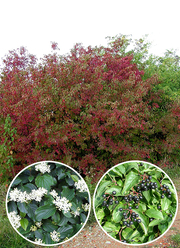 Cornus sanguinea